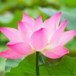 learn four earn money lotus image